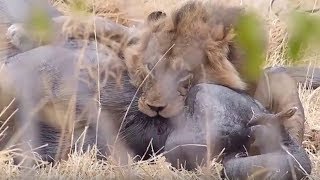 Lion Busy Killing Elephant !