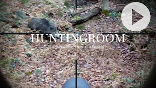 Drückjagd auf Sauen am Rhein - A HUNTINGROOM Story #28
