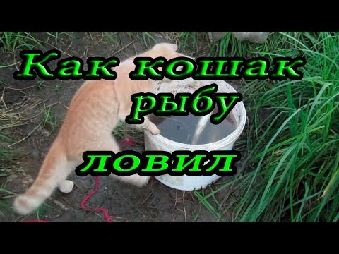 Как кошак рыбу ловил