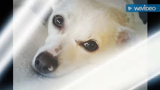 HAPPY 5TH BIRTHDAY MADDIE!