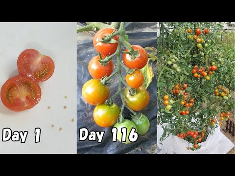 , title : 'スーパーで買ったミニトマトの種を取って植えてみると… /  How to grow cherry tomatoes from store-bought cherry tomatoes'