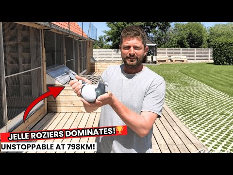 🔥 Unbelievable but true! Jelle Roziers from Itegem, Belgium, sweeps the entire podium in the National Zone Libourne long-distance race (798 km) with his yearlings — claiming 1st, 2nd, and 3rd place!