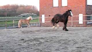 preview picture of video 'Shire horse Hector en Haflinger mare Hannah'
