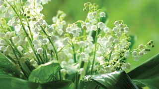 How to plant bare root Lily of the Valley