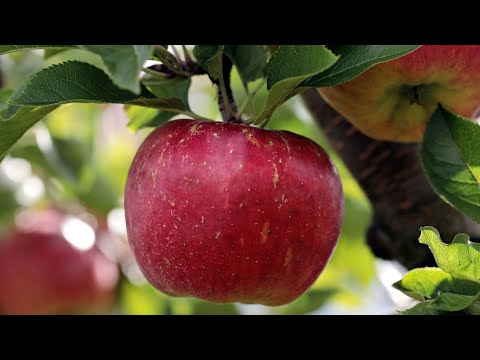 Der Apfel im Portrait