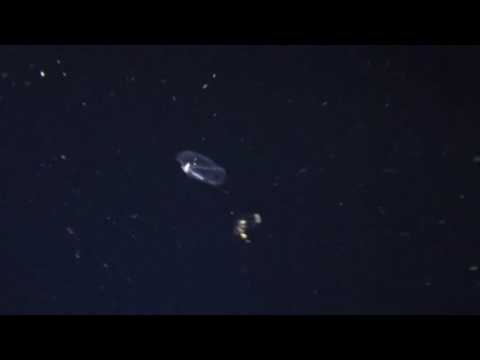 Pelagic Magic Night Dive