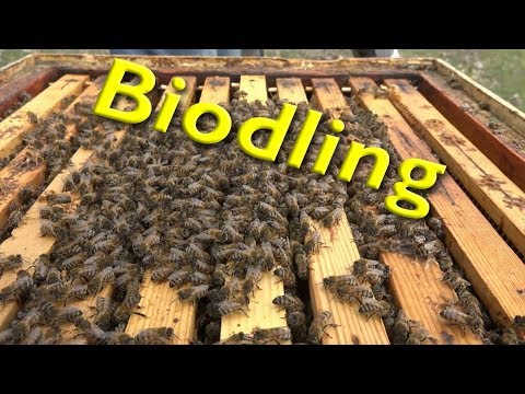 Biodling, en bisyssla med sting