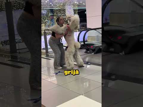 Pudelul refuză scara rulantă!