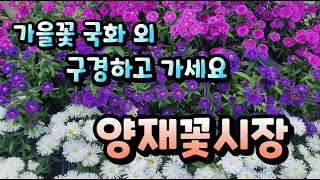 양재꽃시장 가을국화 외 구경하고 가세요~ 식물튜브 #양재꽃시장 #식물튜브 #plant tube