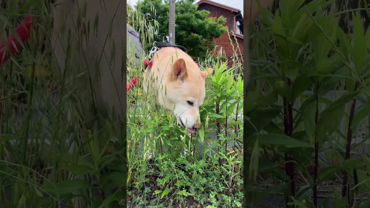 残暑がきついサラダバーに行こう