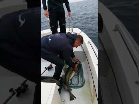 Spodsbjerg 2017 kabeljauw