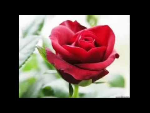 Bông hồng trong mưa - Hương Giang