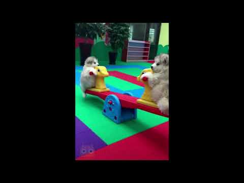 Para morirse de risa (official) Chistes con mascotas. #gatos