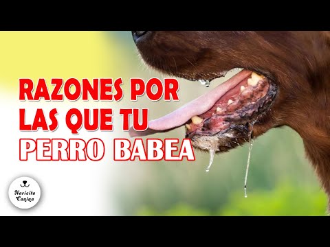 Por qué mi perro BABEA MUCHO