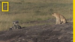 Photographing Lions With Technology | National Geographic