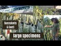 E Street Garden Center Succulents For Your Collection And Your Garden