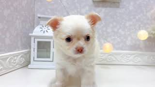 チワワ（ロング）の動画01