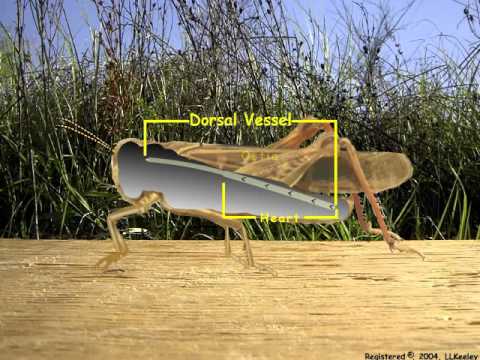 6. Insect circulatory system
