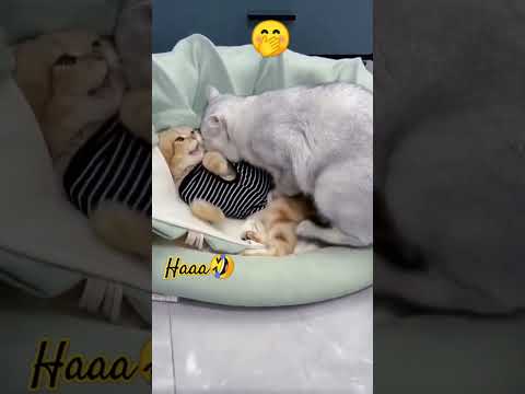 Cat funny 🤣🤣 #funny #funny #catvideos
