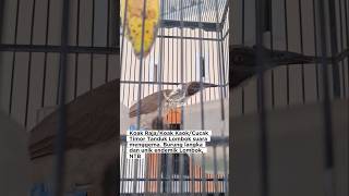 Download lagu Burung Langka dan Unik, Koak Raja/Koak Kaok/Cucak Timor Tanduk #cucaktimor #koakkaok #koakraja mp3