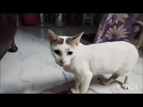 Fir new cats ai hai😊