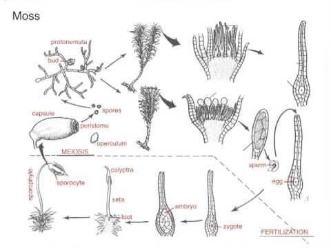 Moss Life Cycle