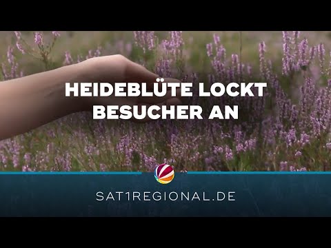 Lila Blütenmeer in der Lüneburger Heide