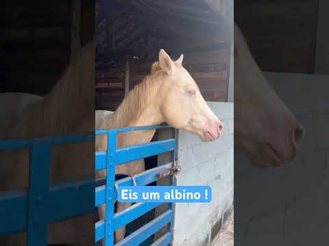 Um lindíssimo cavalo albino no interior de São Paulo ,Descalvado .