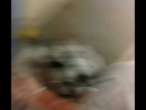 Touching paper, working listening to L.E.$ aka Chico