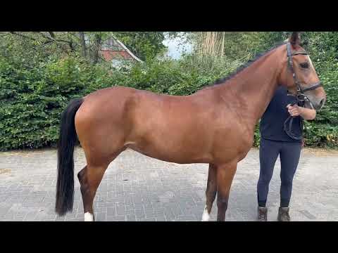 Mira (DIMMANS ELECTRON x KOSMO VAN ORCHID'S) - Video 5 video thumbnail
