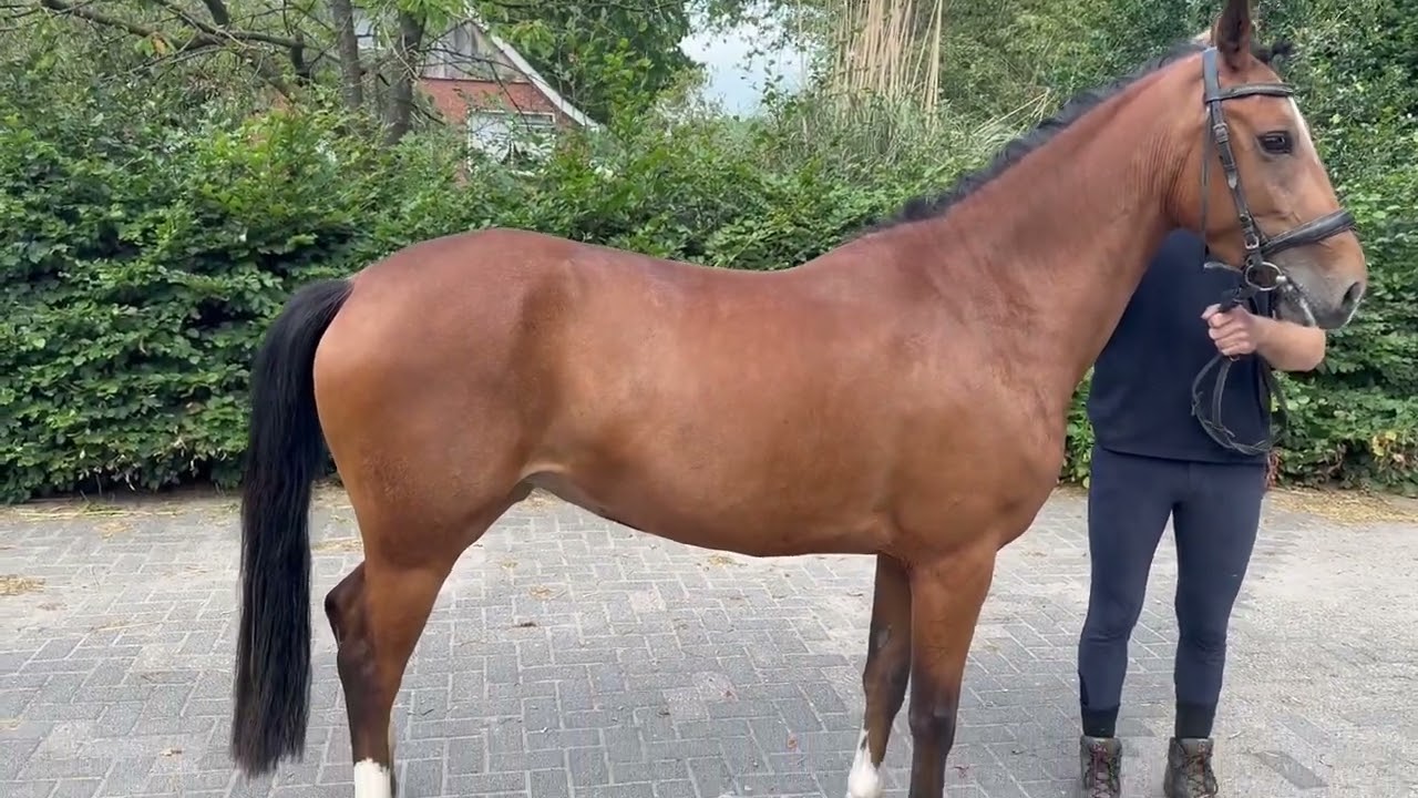 Mira (DIMMANS ELECTRON x KOSMO VAN ORCHID'S) video 3
