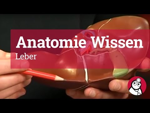Anatomie-Wissen: Leber