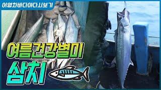 바늘에 은박지만 달아놔도 잡히는 삼치!!! 잡히는 삼치도 거물급!! #여수삼치 #삼치 #거물급삼치 #삼치회 …