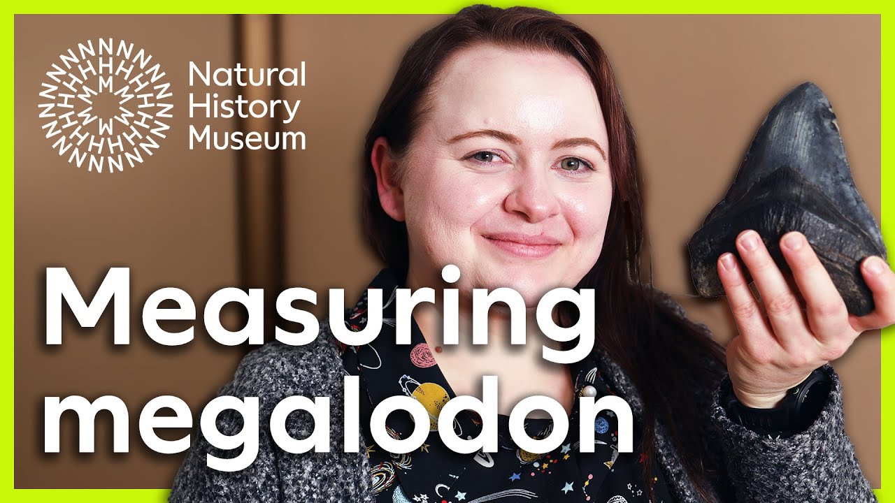 Not just a beefed up great white shark | A closer look at megalodon - YouTube