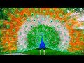 Excellent Peacock Dance In Rain Video