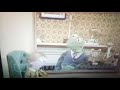 Classic Sesame Street Leslie Mostly Kermit Turkish