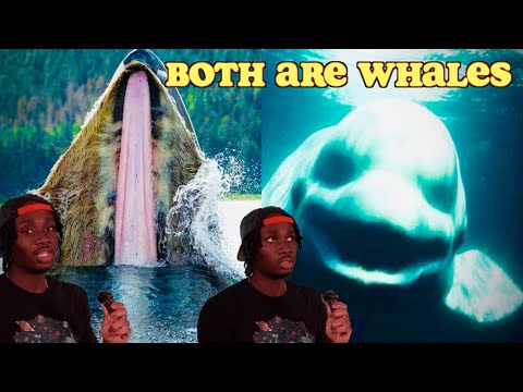 You (Probably) Have No Idea What a Whale Is