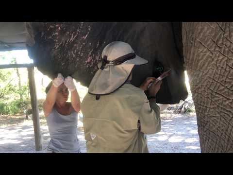 Giving Jabu the elephant IV in ear vien | Living With Elephants | Botswana
