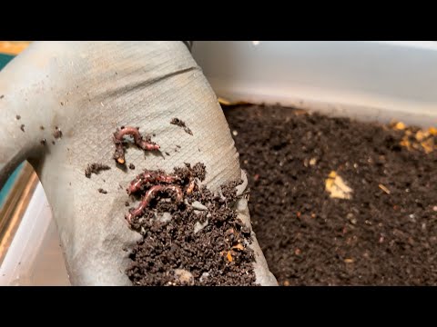 Step by Step Setting Up a New BREEDER BIN Plus How to Increase Breeding in a Regular Bin