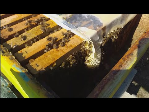 Pcelarstvo 2021. У првој половини марта пчеле су започеле производњу воска
