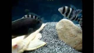 acei cichlid fry.mp4