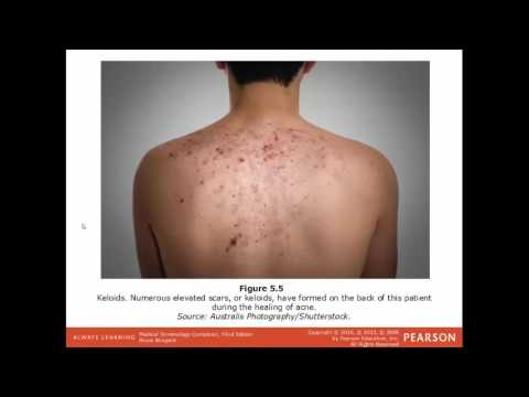 The Integumentary System