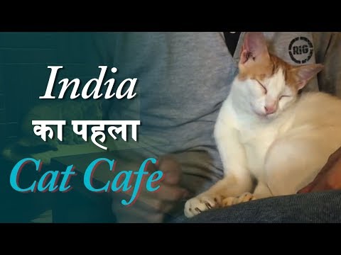 Watch lagu Images Videos News About Cat Cafe, Watch Images News About Cat Cafe free Watchn, video klip News About Cat Cafe