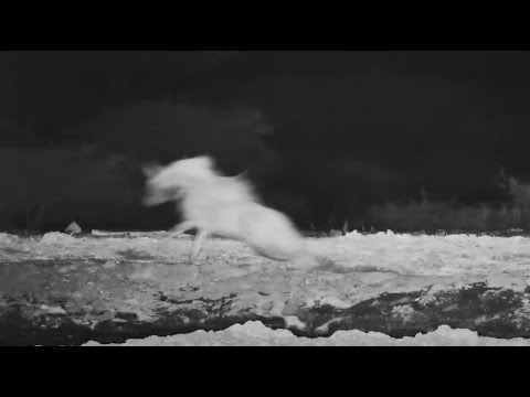 Striped hyena runs away from lion (Oloju!) at Ol Donyo - africam.com