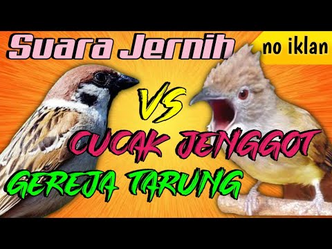 MASTERAN CUCAK JENGGOT vs GEREJA TARUNG (SUARA JERNIH) JEDA 1 MENIT