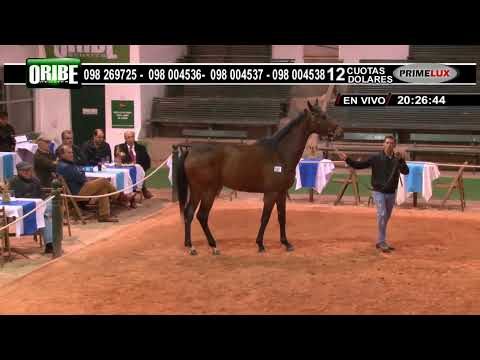 CARRERAS SINT HIPODRMO FLORIDA 13 DE OCTUBRE 2022