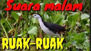 Download lagu Suara pikat malam Ruak-ruak mp3