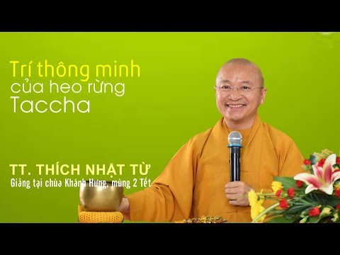 Trí thông minh của heo rừng Taccha - TT. Thích Nhật Từ 