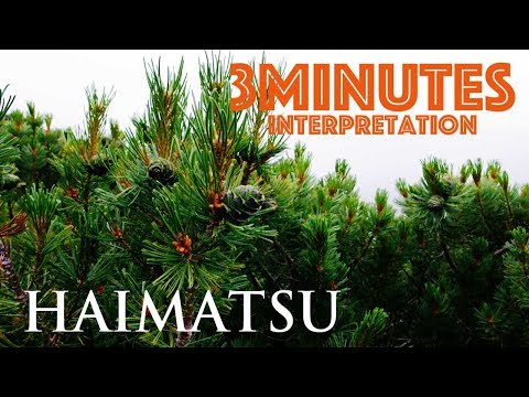 ハイマツ、ハイマツ 植物