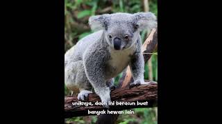 Download lagu Koala bisa tidur selama 20 Jam dalam sehari.  #koala #australia mp3